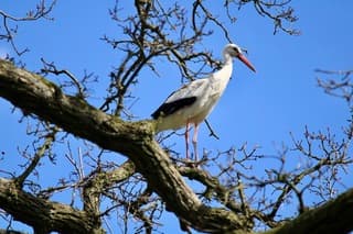 Ooievaar bij nest