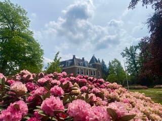 Rhododendrons 