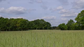 Graanveld