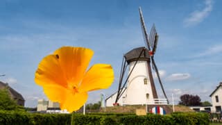 Veel sluierbewolking vandaag