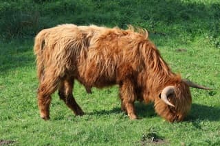 Kropswolde