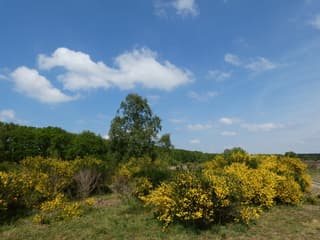 Westerheide