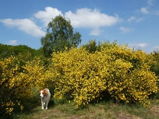 Langs de Brem 