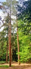 Wat een mooie hoge bomen