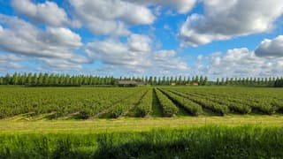 Zwarte bessenstruiken in vriendelijke bewolkte lucht 