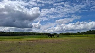 Mooie stapelwolken lucht boven deze 3 paarden in Dwingeloo