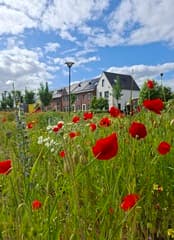 Hollandse luchten met klaprozen 