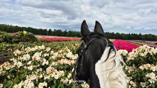 Bloeiende Rhodondendrons in Otterlo