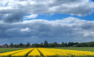 De allerlaatste nog bloeiende tulpen