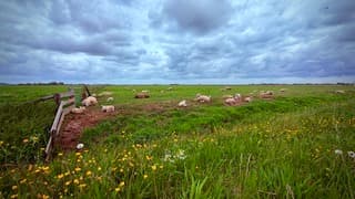 Texel