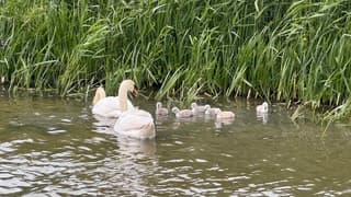 Koud weer voor de jonge zwaantjes