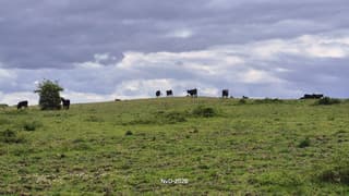 Spaanse runderen aan de Koeweg Ede