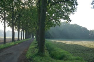 Zonnestralen 