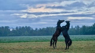 Paarden in de regen 