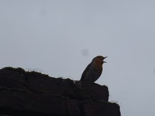 roodborst