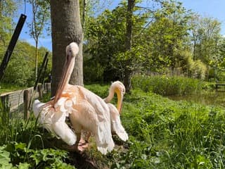 Pelikanen in de zon, na een regenbui