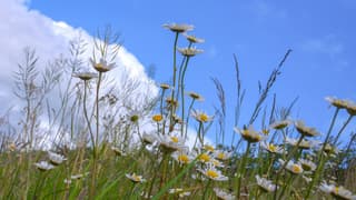 Margrieten en wolken