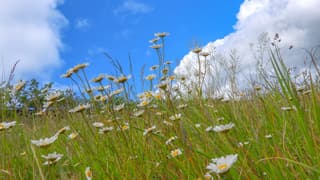 Wind wolken en margrieten