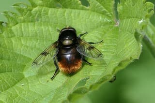 Hommelreus