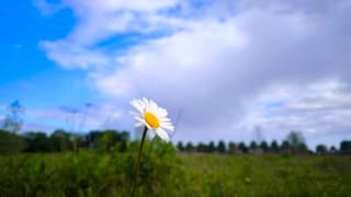 De bloem