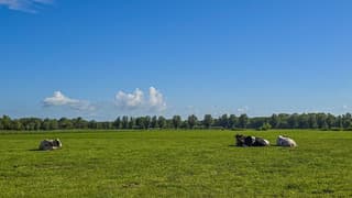 Koeien relaxen vanmorgen in de zon