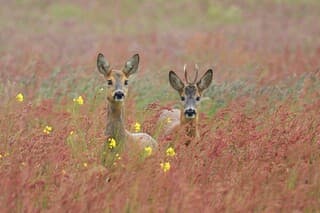 Samen tussen de Zuring