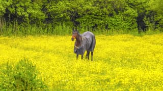 Paard tussen de boterbloemen