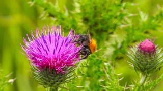 Een hommel op een distel