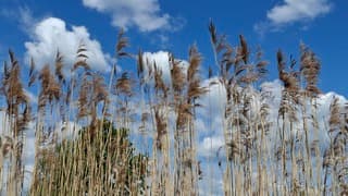 Zonnig met wolkenluchten 