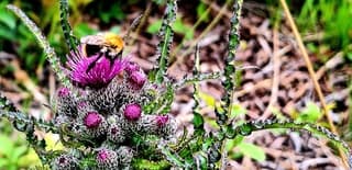 Bij op distel