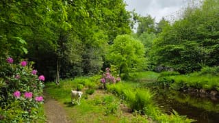 Frisse groen
