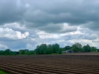 Aardappelen 
