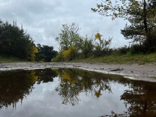 Weerspiegeling in een plas water 