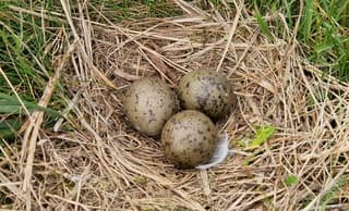 In mei leggen alle vogels een ei!