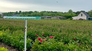 Bijna weer tijd voor pioenrozen-van-de-koude-grond !