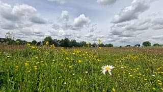 Lenteplaatje, margriet en boterbloemen in veld