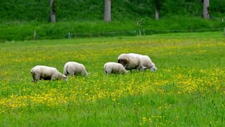 Schapen.