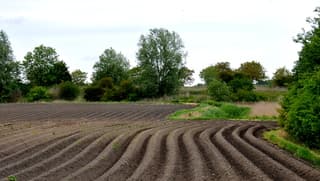 Aardappelakker.