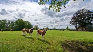 Kalfjes in de wei, met een mooie stapelwolken lucht