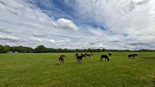 Stapelwolken en blauwe lijn lucht boven deze paarden