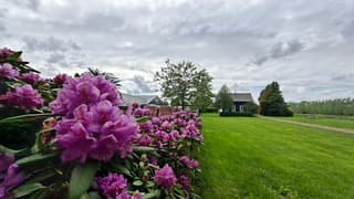 Rododendrons onder stapelwolken lucht