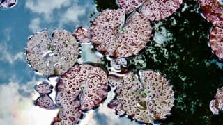 Regendruppels op blad waterlelie/reflectie wolkenlucht in vijver/zon
