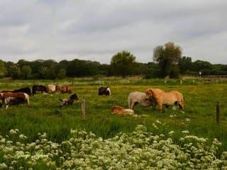 Pony's in de wei