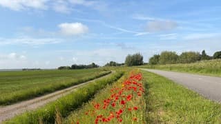 Klaprozen sluiers blauw 