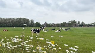 Bewolkt koeien bloeiende berm