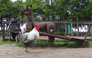 De dieren van de boerderij 