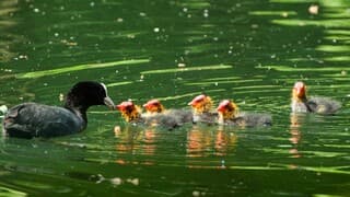 Eten op het water