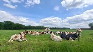 Ook de koeien genieten van het mooie weer