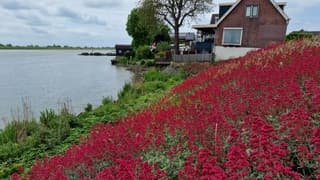 Wat een kleuren angs de lek