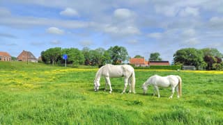 heerlijk lente weer paarden in de wei